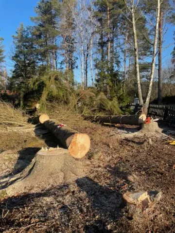 Nedtaget träd vid stubbe - trädfällning